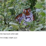 대륙의 흔한 호랑이 <b>포획</b>