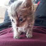 ★★<b>사진</b>有 우리<b>집</b> 고양이 완전귀여움1탄!!★★