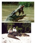 ◆68탄 아마존의 최고 <b>강자들</b>(혐오일수있음) ◆