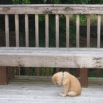 <b>bbc</b>가 무슨뜻이에요??