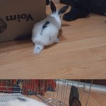모태 아이라인!  우리집 마스코트 토끼^.^