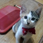 ♥♥♥♥♥♥우리집 귀요미 냐옹이 또자를 소개합니다♥♥♥♥♥♥