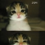 어릴 때에는 다 귀여운 새끼 <b>동물</b>들