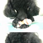 [개판/사진有]★★★우리집개 나보다 옷이 많음ㅋㅋㅋㅋ★★★★
