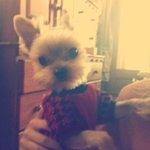 ++후기++사진有)))))우리집 강아지 변천사 귀염→거지꼴→헐....