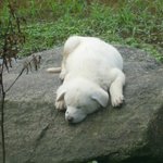 <b>울</b> <b>집</b> 귀요미 강아지들 ~♡