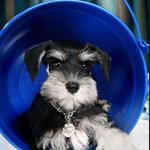 ★★★[리얼개판]우리집 천사같은악마를 소개합니다~  *사진위주라...