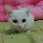 사진 有) 우리 사랑스러운 반려묘 밀크를 소개합니다^.^