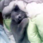 내.고.소(내 고양이들을 소개합니다♥)