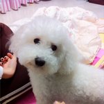 [개판 사진많아有] 저희 집 상전 개님 소개합니다.