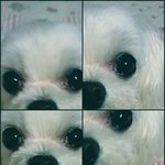 ★★★★★★<b>사진</b>有 <b>털</b>빨의 실체★★★★★★