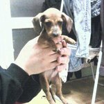 ★개판★사람손이 달려있는건 아닌지 의심되는 닥스훈트