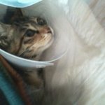 *중성화수술한고양이옷 쉽게만들기!*