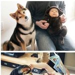이 개 <b>종류</b>가 뭐에요?