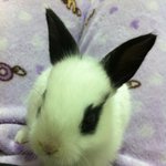 (분양) 토끼/<b>암컷</b>/3개월/라이언헤드 - 이쁘게 아끼며 같이 지내주실...