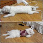 ★@@@???개껌을 <b>사수</b>하라?!!!!!!@@@★