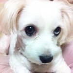 [개판] 눈이 참 이쁜  우리 콩★