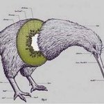 ★★★<b>키위</b>의진실이라는데..진짤가요★★★