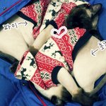 우리집 고양이 초코파이의 매력으로!!!ㅋㅋㅋㅋㅋㅋㅋㅋㅋㅋㅋ