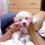 ★★★사진有 우리집강아지를 소개함니댱 톡되게 해죠요ㅜㅠㅜㅠ★★★★★★