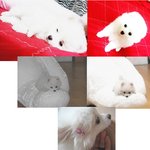 <b>쩍</b><b>벌</b>돋는 울 시아를 소개합니다