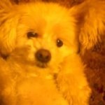 미친 동안!! 우리 강아지 자랑합니당 *_*