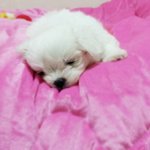 ★☆ 5개월된 강아지가 자는 방법ㅋㅋㅋㅋㅋㅋㅋㅋㅋ봐주셈ㅠㅠ☆★