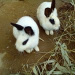 ★☆★☆★사진有느님) 토끼<b>판판</b>판 ★★★ 귀여운 우리집 토끼들을 소개합니다...
