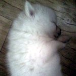 개판이 인기많길래 나도 우리 방구사진 배출을...........