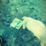 ★★귀<b>염주</b>의/ 유기견진돗개아기ㅠㅠ★★