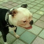 [개판]1탄 평범하지 않은 우리집 개의 에피소드