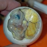 [징그러움 혐오] 세상에서 가장 혐오스러운 음식