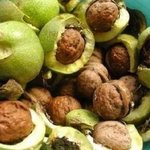 ★★★<b>호두</b>의 실체ㅋㅋㅋㅋ★★