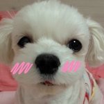 ★★★우리집 귀염둥이 파트라슈를 소개합니당!!!!!★★★★