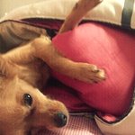 강아지 학대가 그렇게 재밌나요. [동영상]