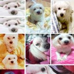 ★늙은<b>이</b>&amp;젊은이★ 우리<b>집</b> 아가를 소개합니다 ^_^