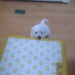 ☆★저희집 개를 소개해요!!★☆