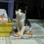 생후 2일만에 버림받은 고양이