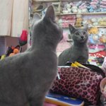[고양이판]사진有★★우리집 귀여운 막둥이를 소개합니다~★★