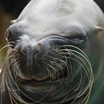 ★★바다에서 위험한 동물 <b>best</b> 8★★★★★★★★★