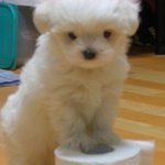 ★★★스압(사진넘처有)우리집 겸둥이를 소개합니다★★★