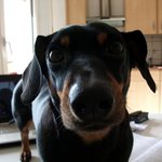 (개판,사진,영상有) 두 얼굴을 가진 녀석