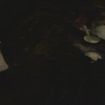 너님들 이런<b>버섯</b> 봤음?ㅋ