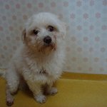 버린 주인과 기다리는 구름이