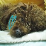 ★☆★울집 개 ★☆★ 개판