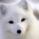 (사진有) 도와주세요..<b>멸종</b>위기의 동물들