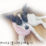 ★★★★★<b>개판</b>))우리집귀요운막둥이똘이를소개합니다★★★★★★★★★★