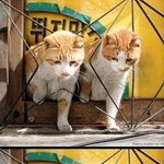 우리<b>조직</b>에서 제일 빠른 쌍둥이,,,,
