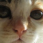 우리집냐<b>옹</b>냐옹이