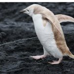 색갈빠진 <b>팽귄</b>